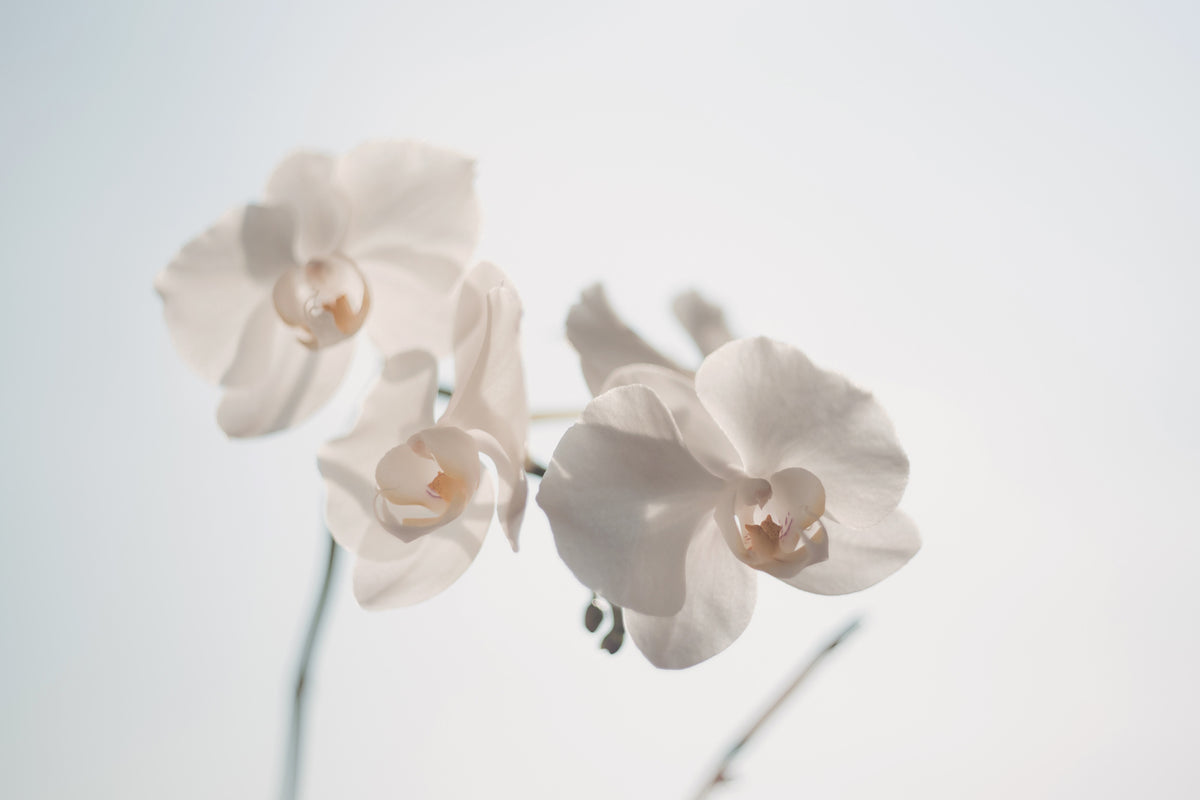 3-piece-canvas-print-graceful-orchids