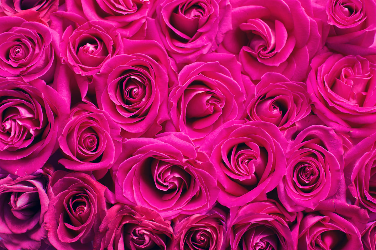 3-piece-canvas-print-rose-petals-in-pink