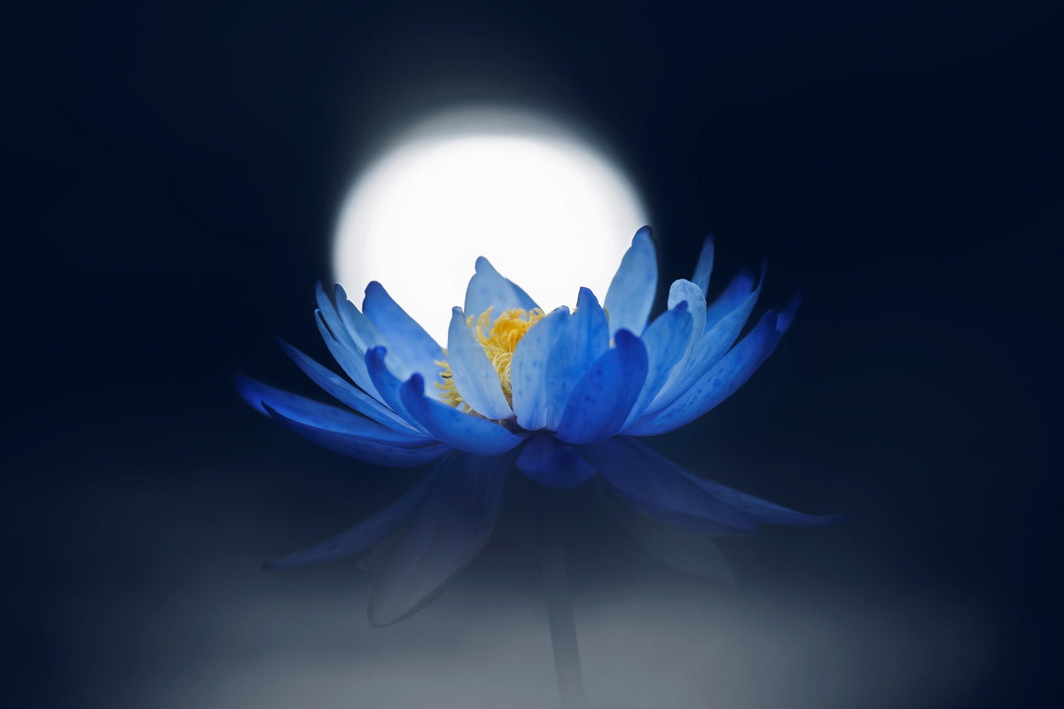 acrylic-print-fleeting-dream-x
