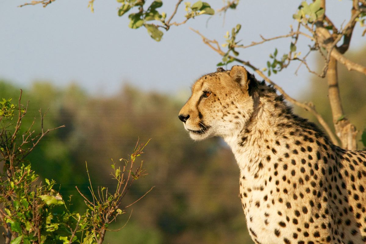 framedposter-print-cheetah-in-nature