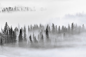 modern-3-piece-aluminium-print-foggy-forest