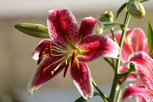 3-piece-aluminium-print-close-up-lily-in-red