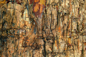 framedcanvas-print-bark-x