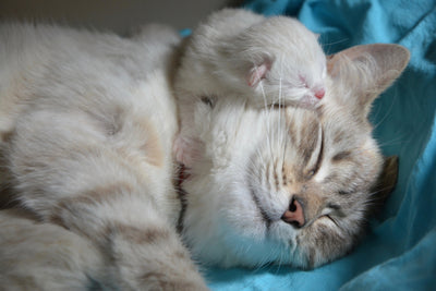 poster-print-cats-mom-with-baby