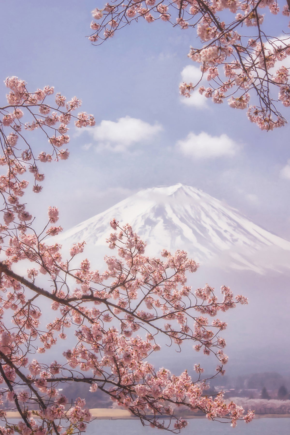 framedcanvas-print-mtfuji-in-the-cherry-blossoms-x