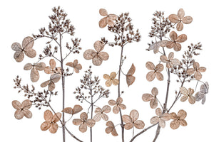 canvas-print-hydrangea-paniculata-xmh