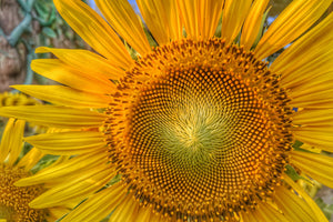3-piece-acrylic-print-inflorescence-of-a-sunflower