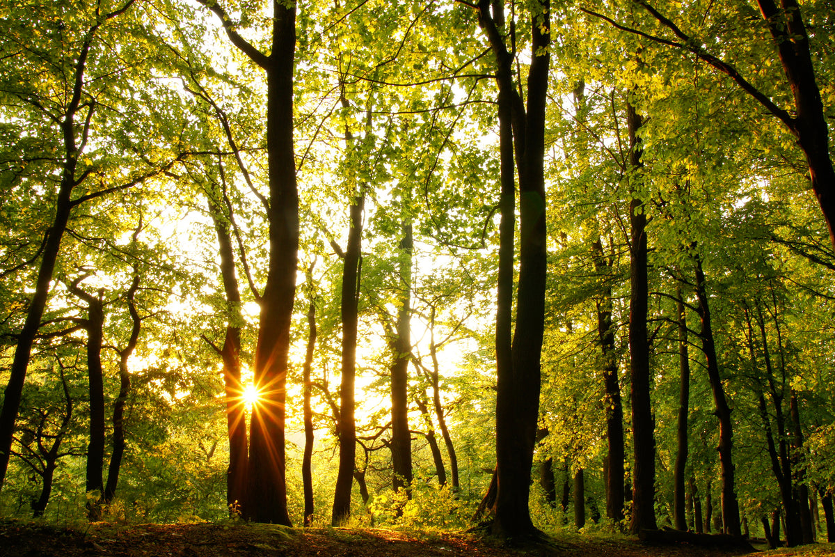 poster-print-sunset-between-trees