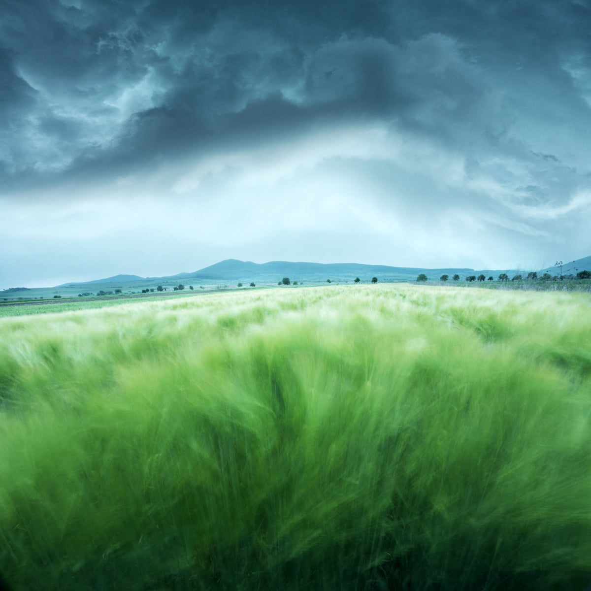 canvas-print-barley-field