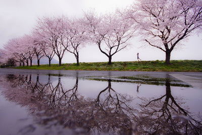 poster-print-rain-of-spring-x