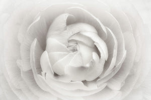 modern-3-piece-acrylic-print-ranunculus