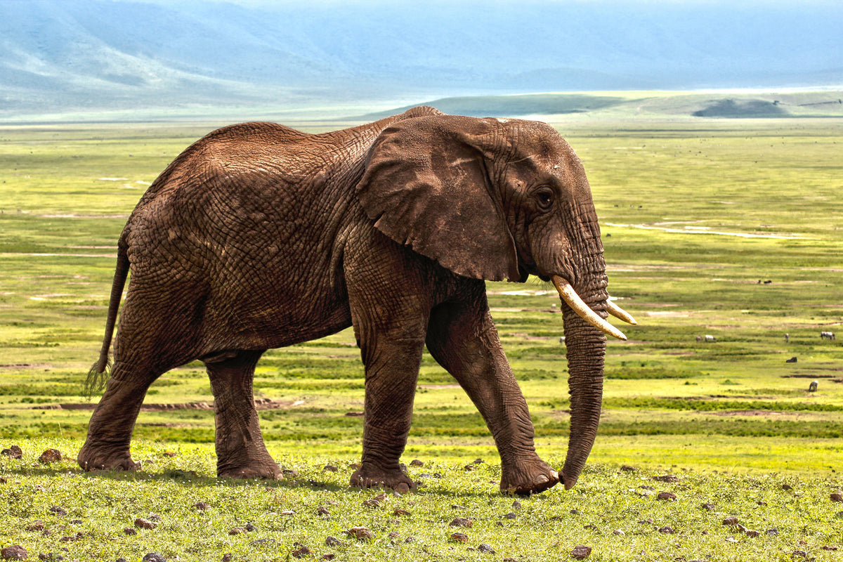 acrylic-print-gorgeous-elephant