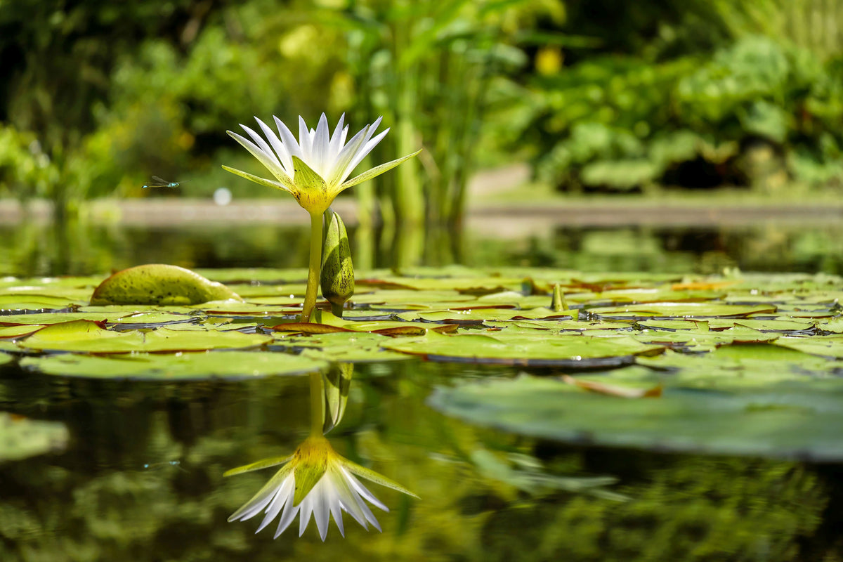 framedcanvas-print-water-lily-in-nature
