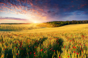 modern-3-piece-aluminium-print-a-flower-field-at-sunrise