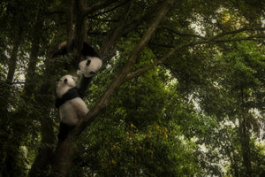 poster-print-panda-x
