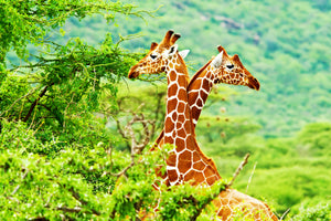 framedposter-print-giraffes-love