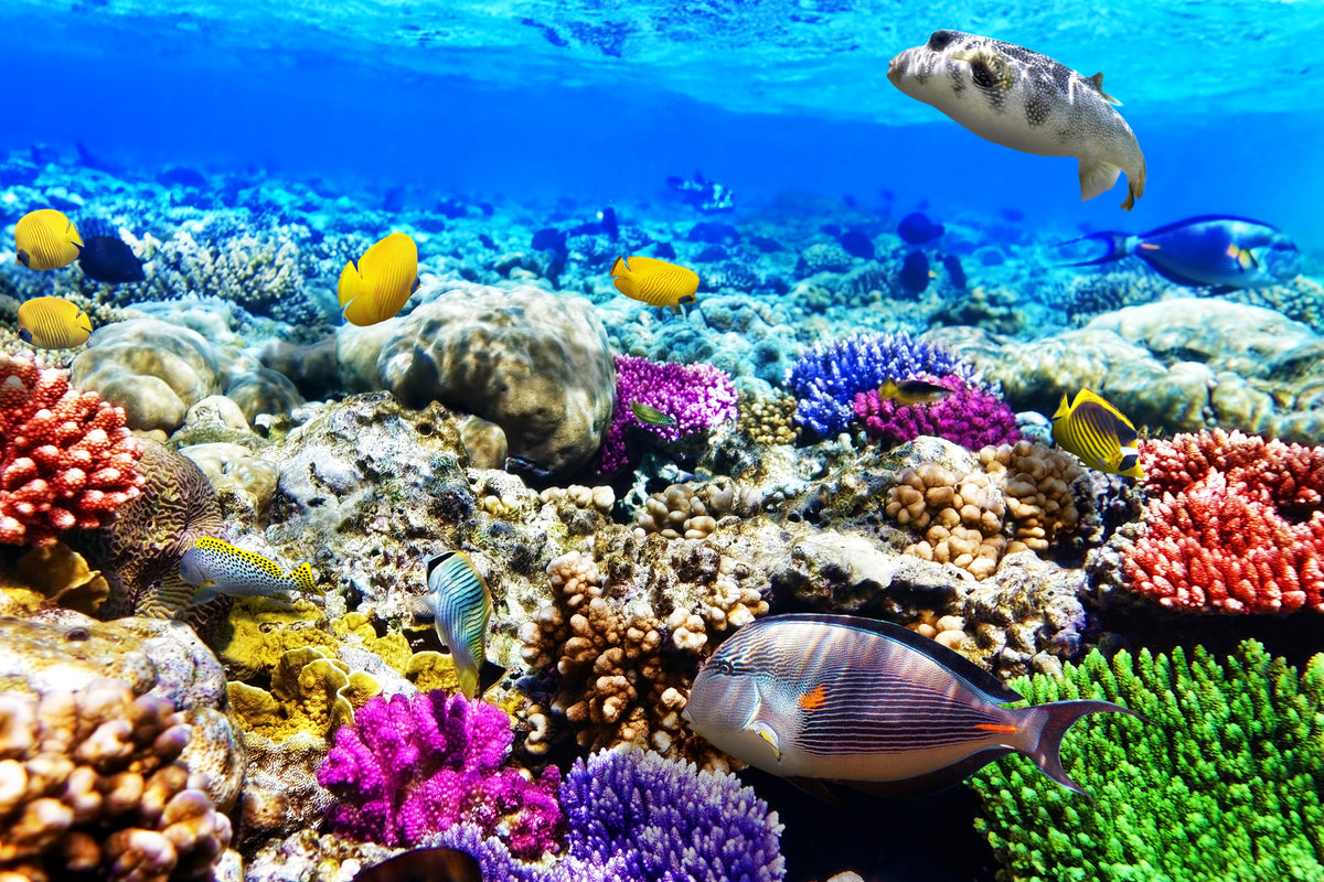 modern-3-piece-aluminium-print-fish-aquarium