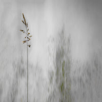 canvas-print-blade-of-grass