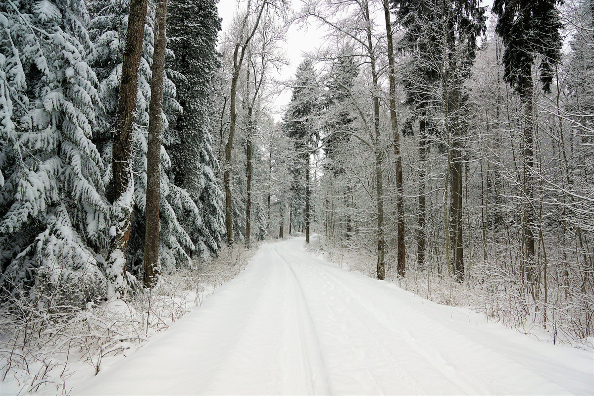 acrylic-print-snow-in-the-forest