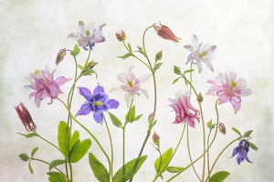 canvas-print-columbine