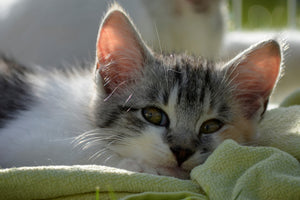 aluminium-print-in-love-with-kitten