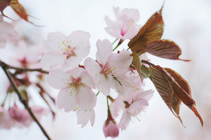 3-piece-aluminium-print-lovely-japanese-cherry