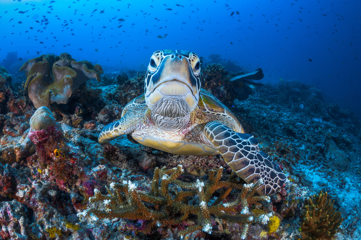 canvas-print-face-to-face-with-a-green-turtle-x
