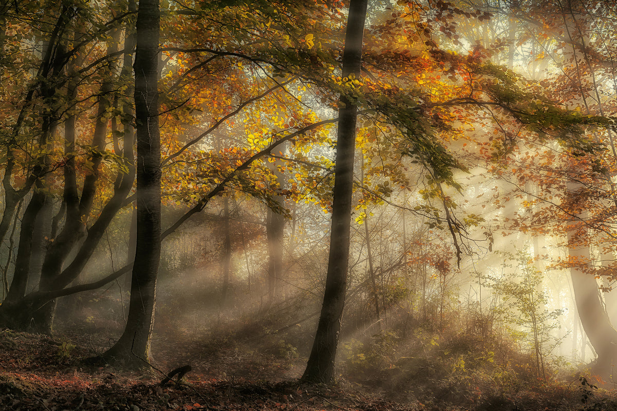 acrylic-print-the-lights-of-the-forest-x