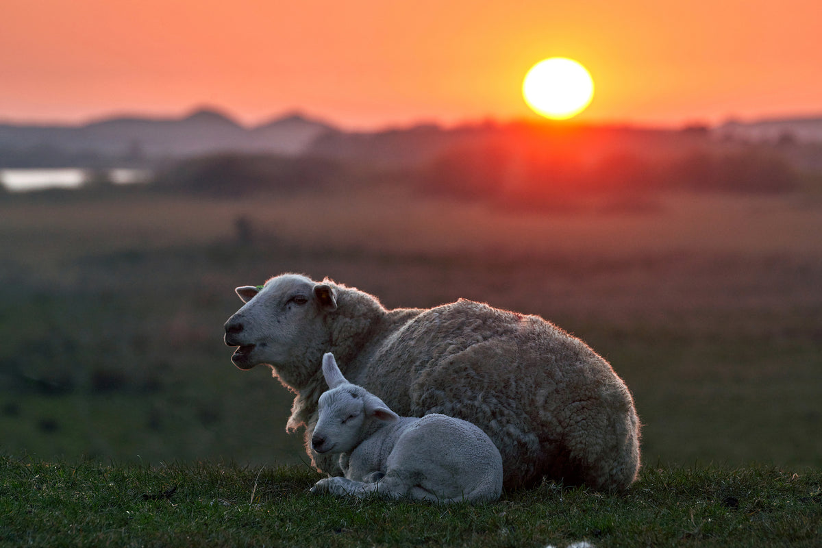 aluminium-print-sleep-well-sheep-x