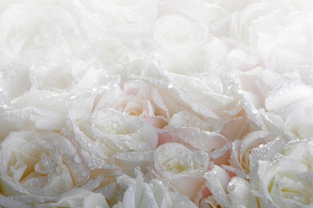 modern-3-piece-aluminium-print-white-roses-in-the-morning-dew