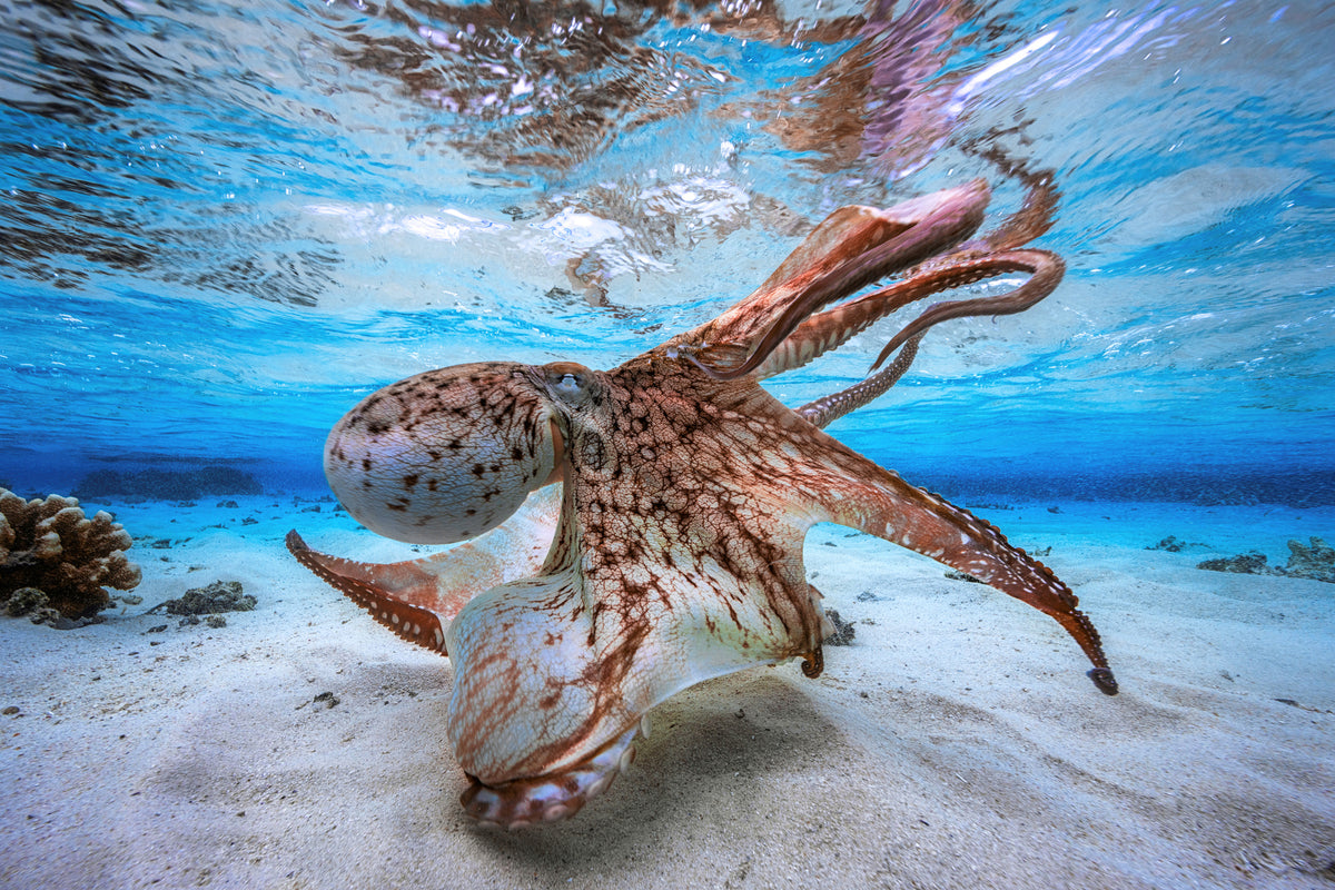 3-piece-acrylic-print-dancing-octopus