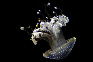 3-piece-canvas-print-fascinating-jellyfish