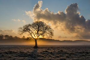 modern-3-piece-acrylic-print-a-lonely-tree