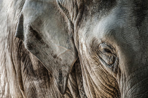 framedposter-print-close-up-elephant