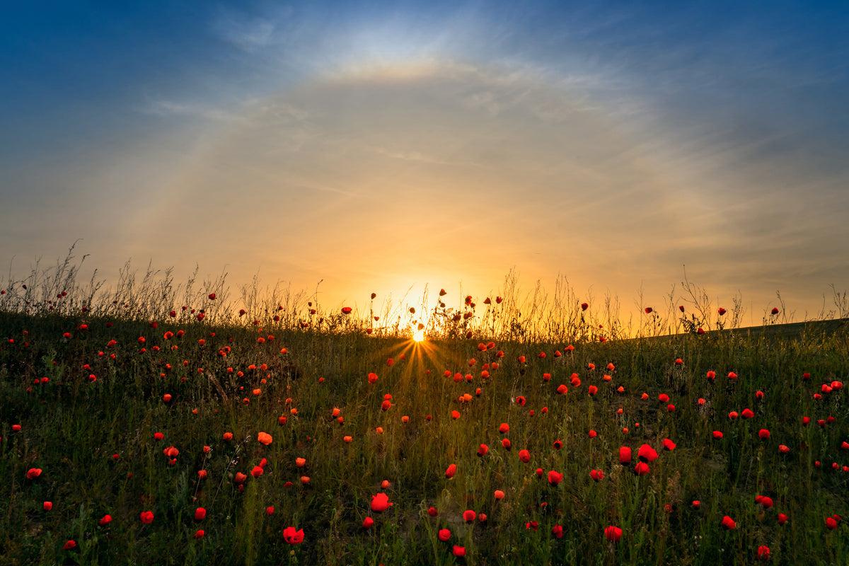poster-print-red-poppies-and-sunrise