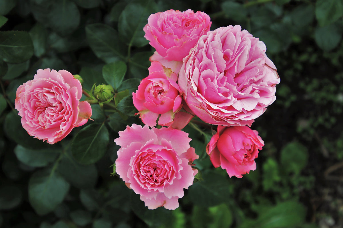 framedcanvas-print-the-wild-roses-in-pink