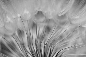 poster-print-dream-xir