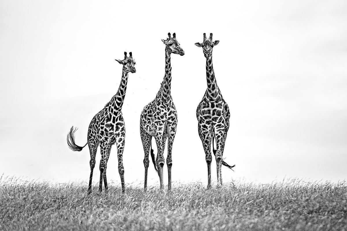 canvas-print-giraffes-in-the-mara-plains-x