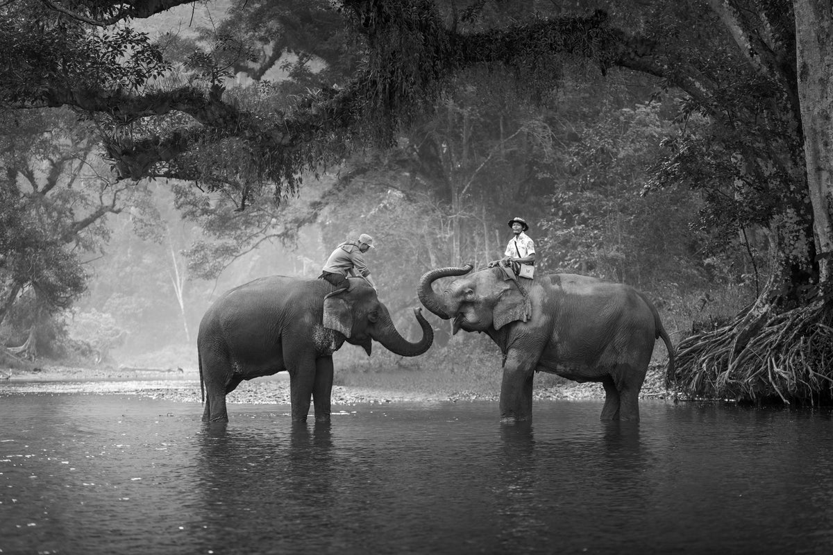 modern-3-piece-acrylic-print-two-elephants