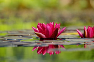 framedposter-print-red-water-lily-duo