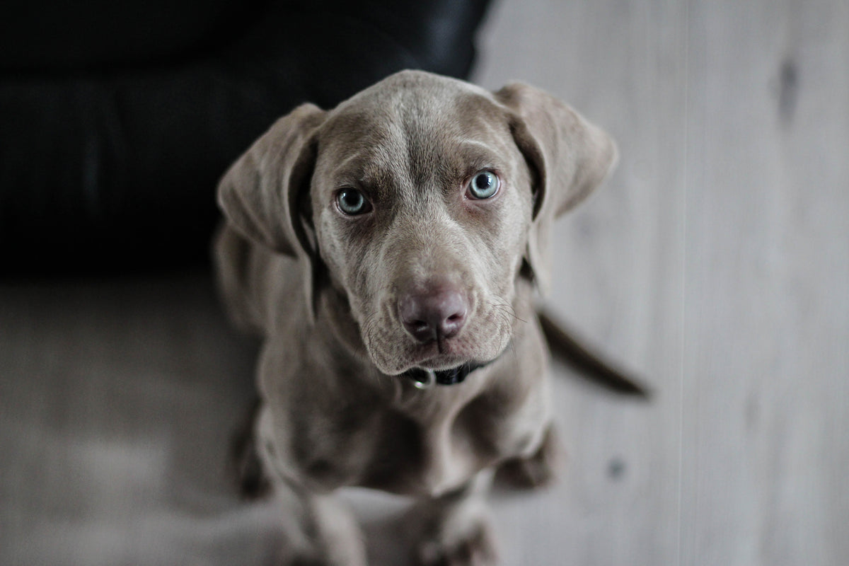 poster-print-the-weimaraner