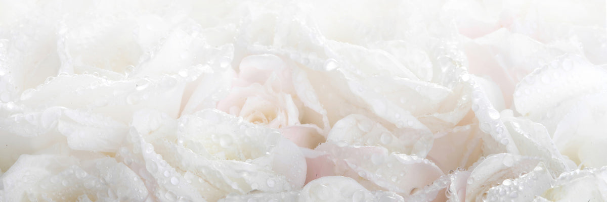 panoramic-3-piece-acrylic-print-white-roses-in-the-morning-dew-panorama