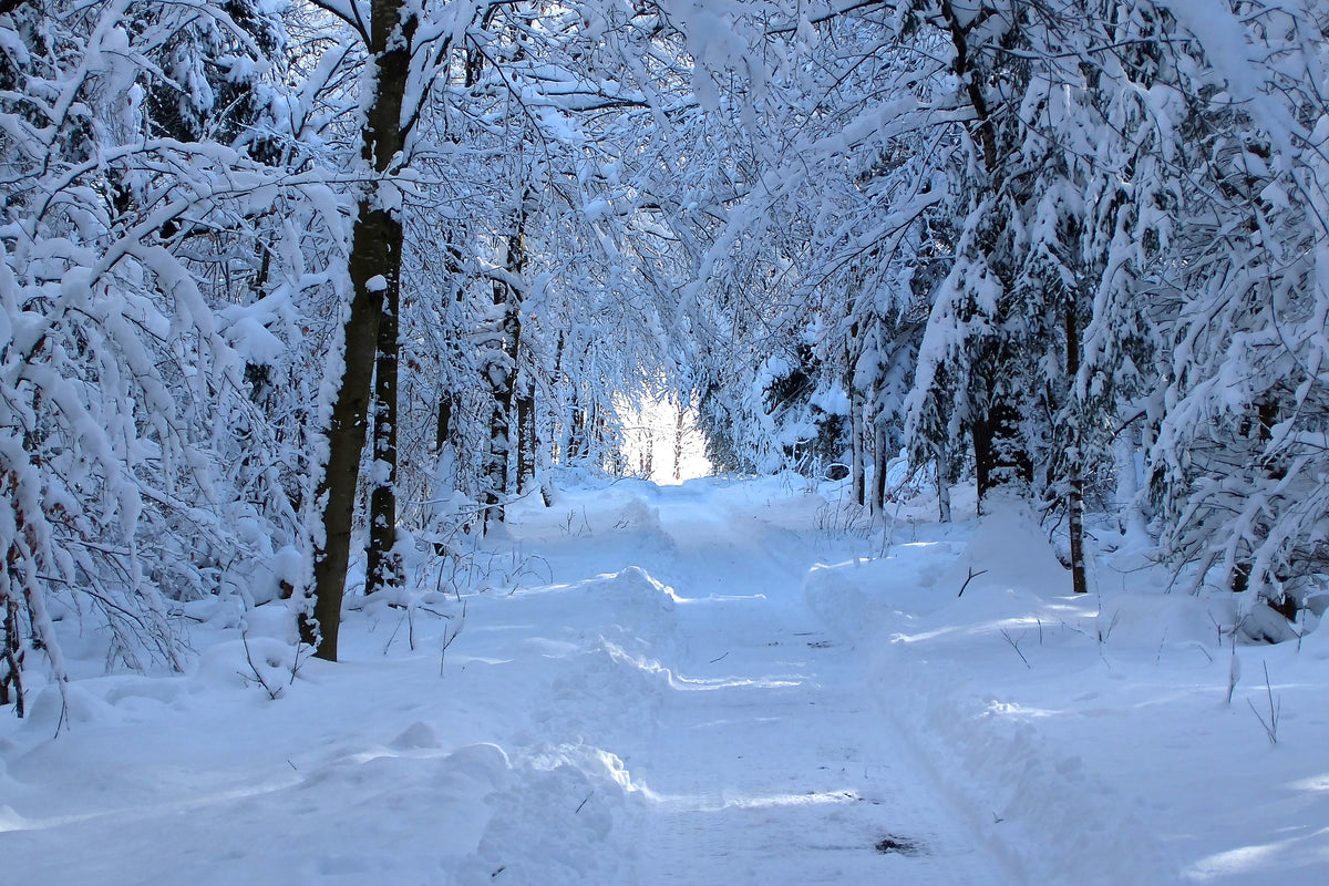 canvas-print-finally-winter