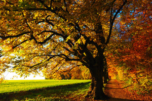 modern-3-piece-aluminium-print-trees-in-the-autumn