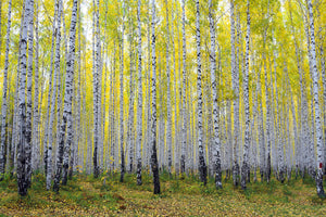 3-piece-aluminium-print-autumnal-birch-forest