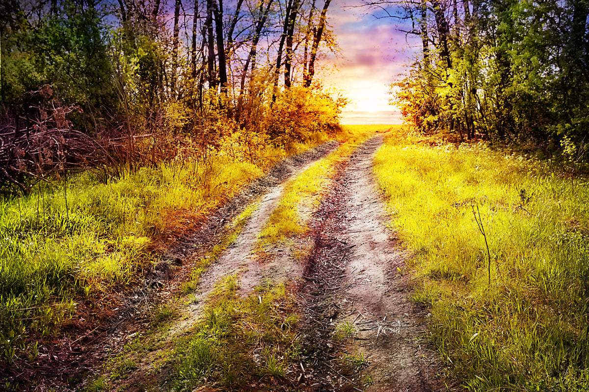 poster-print-the-forest-path