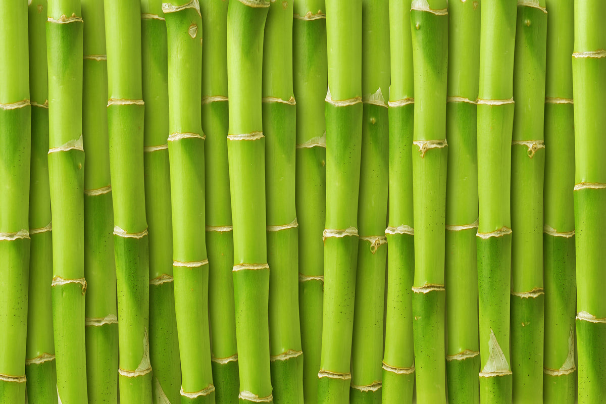 3-piece-acrylic-print-bamboo-wall