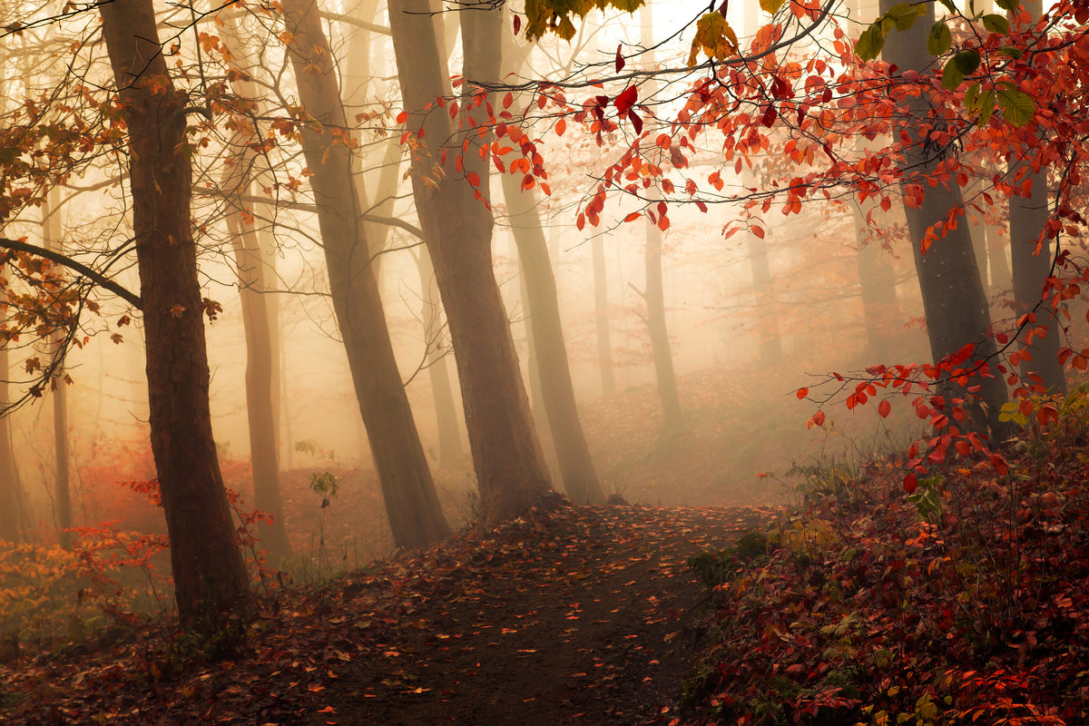 3-piece-canvas-print-towards-the-light