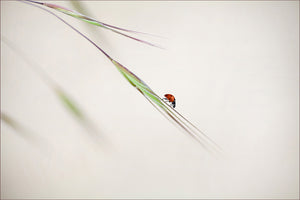 framedcanvas-print-ladybug