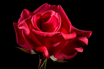poster-print-the-flower-of-love